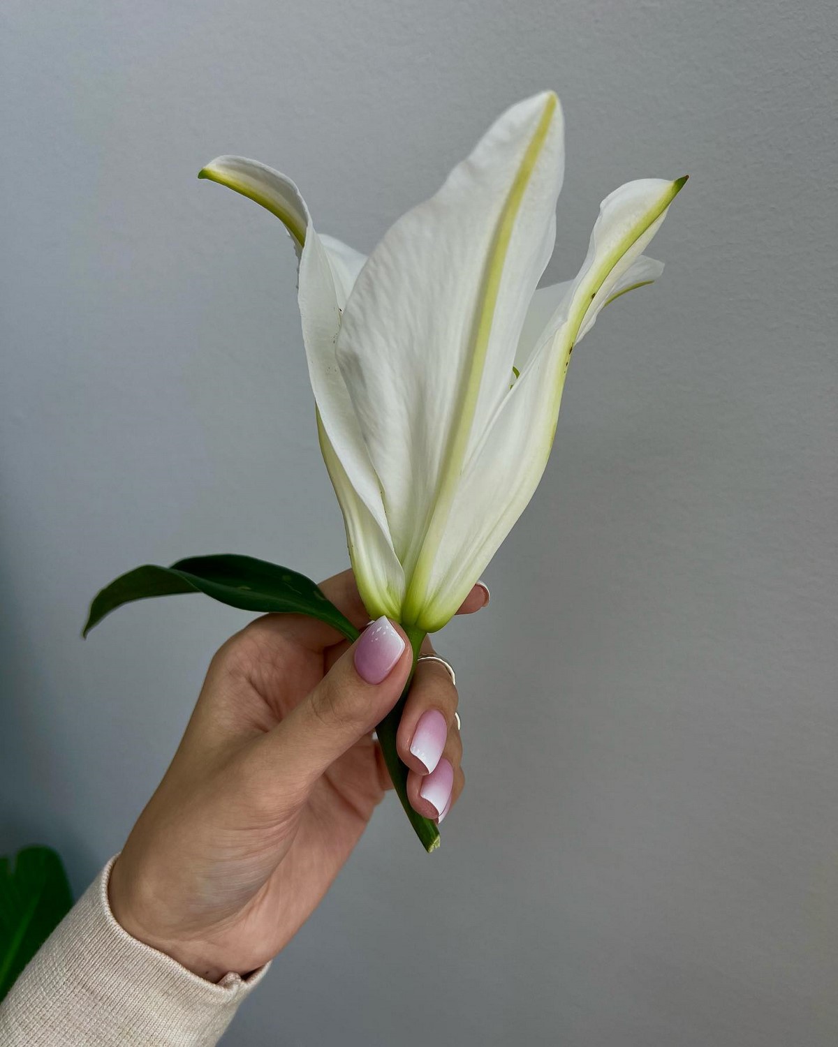 Нюд с тонким акцентом: самый аккуратный маникюр этой весны, который выглядит дороже однотона